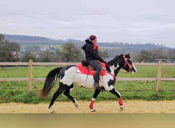 American Paint Horse, Merrie, 5 Jaar, 152 cm, Overo-alle-kleuren