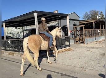 American Paint Horse, Merrie, 5 Jaar, 155 cm, Palomino