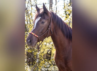 American Paint Horse, Merrie, 5 Jaar, 158 cm, Donkere-vos