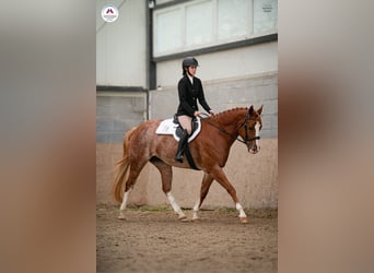 American Paint Horse, Merrie, 5 Jaar, 160 cm