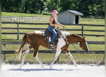 American Paint Horse, Merrie, 5 Jaar, 165 cm, Tobiano-alle-kleuren