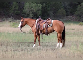American Paint Horse, Merrie, 5 Jaar, Red Dun