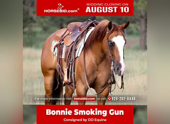 American Paint Horse, Merrie, 5 Jaar, Red Dun