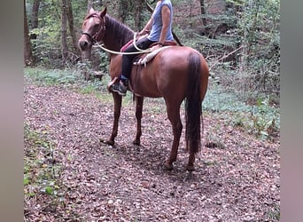American Paint Horse, Merrie, 6 Jaar, 143 cm, Vos