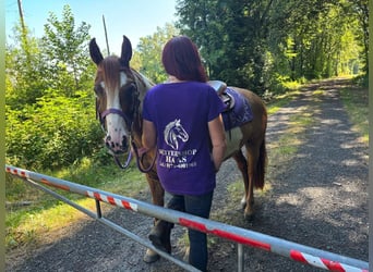 American Paint Horse, Merrie, 6 Jaar, 146 cm, Gevlekt-paard