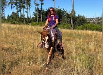American Paint Horse, Merrie, 6 Jaar, 146 cm, Gevlekt-paard