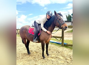 American Paint Horse, Merrie, 6 Jaar, 150 cm, Bruin