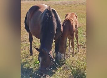 American Paint Horse, Merrie, 6 Jaar, 150 cm, Bruin