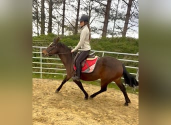 American Paint Horse, Merrie, 6 Jaar, 150 cm, Bruin