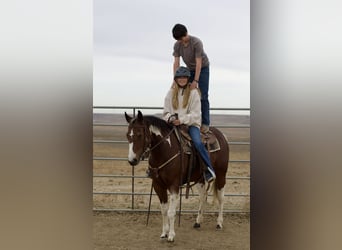 American Paint Horse, Merrie, 6 Jaar, 152 cm, Tobiano-alle-kleuren