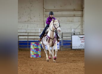 American Paint Horse, Merrie, 6 Jaar, 152 cm