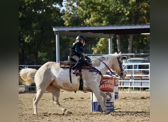 American Paint Horse, Merrie, 6 Jaar, 152 cm