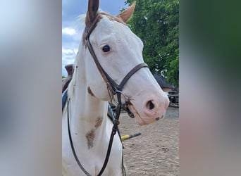 American Paint Horse, Merrie, 6 Jaar, 153 cm, Overo-alle-kleuren