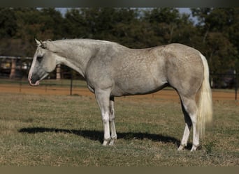 American Paint Horse, Merrie, 6 Jaar, 155 cm, Palomino