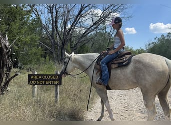 American Paint Horse, Merrie, 6 Jaar, 155 cm, Palomino