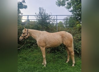 American Paint Horse, Merrie, 6 Jaar, 158 cm, Palomino