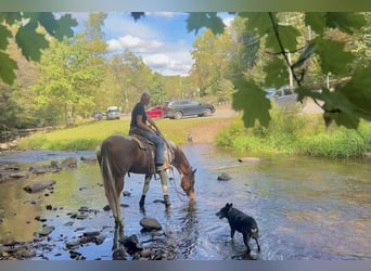American Paint Horse, Merrie, 6 Jaar, 165 cm, Tobiano-alle-kleuren