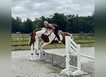 American Paint Horse, Merrie, 6 Jaar, 165 cm, Tobiano-alle-kleuren