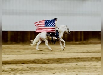 American Paint Horse, Merrie, 6 Jaar, Gevlekt-paard