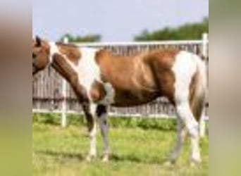 American Paint Horse, Merrie, 7 Jaar, 147 cm, Falbe