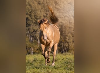 American Paint Horse, Merrie, 7 Jaar, 150 cm, Champagne