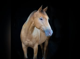 American Paint Horse, Merrie, 7 Jaar, 150 cm, Champagne