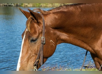 American Paint Horse, Merrie, 7 Jaar, 150 cm, Gevlekt-paard