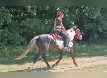 American Paint Horse, Merrie, 7 Jaar, 150 cm, Overo-alle-kleuren
