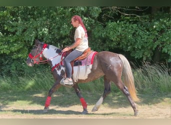 American Paint Horse, Merrie, 7 Jaar, 150 cm, Overo-alle-kleuren