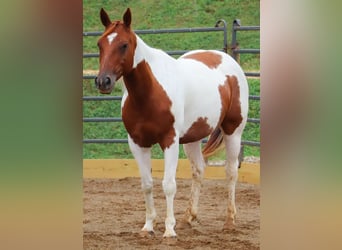 American Paint Horse, Merrie, 7 Jaar, Gevlekt-paard