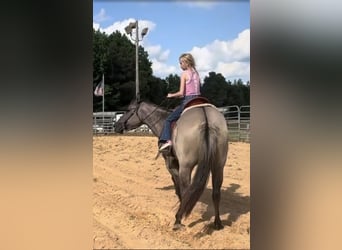 American Paint Horse, Merrie, 7 Jaar, Grullo