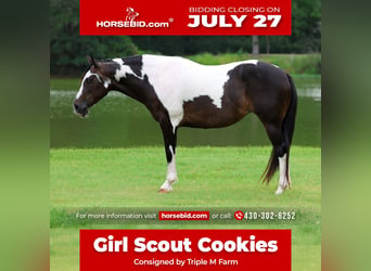 American Paint Horse, Merrie, 8 Jaar, 142 cm, Gevlekt-paard