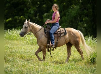 American Paint Horse, Merrie, 8 Jaar, 142 cm, Palomino