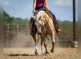 American Paint Horse, Merrie, 8 Jaar, 142 cm, Palomino