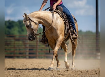 American Paint Horse, Merrie, 8 Jaar, 142 cm, Palomino