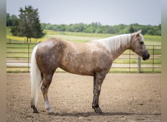American Paint Horse, Merrie, 8 Jaar, 142 cm, Palomino