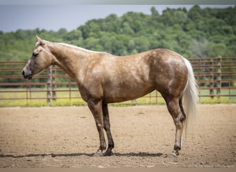 American Paint Horse, Merrie, 8 Jaar, 142 cm, Palomino