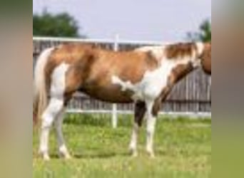 American Paint Horse, Merrie, 8 Jaar, 147 cm, Falbe