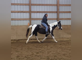 American Paint Horse, Merrie, 8 Jaar, 147 cm, Tobiano-alle-kleuren