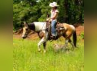 American Paint Horse, Merrie, 8 Jaar, 150 cm, Tobiano-alle-kleuren
