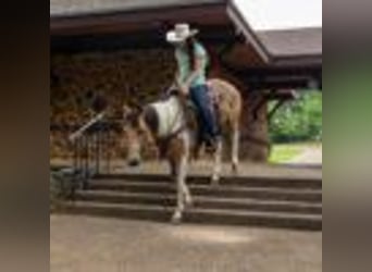 American Paint Horse, Merrie, 8 Jaar, 150 cm, Tobiano-alle-kleuren