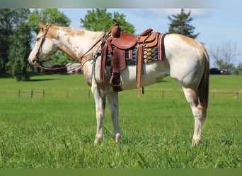 American Paint Horse, Merrie, 8 Jaar, 152 cm, Overo-alle-kleuren