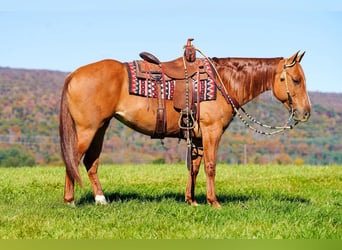 American Paint Horse, Merrie, 8 Jaar, 152 cm, Red Dun