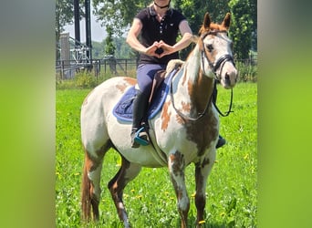 American Paint Horse, Merrie, 8 Jaar, 155 cm, Overo-alle-kleuren
