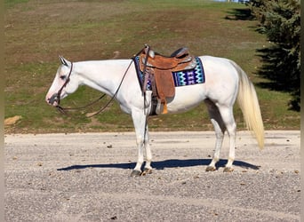 American Paint Horse, Merrie, 8 Jaar, Schimmel