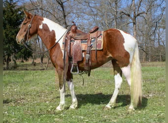 American Paint Horse, Merrie, 9 Jaar, 150 cm, Tobiano-alle-kleuren