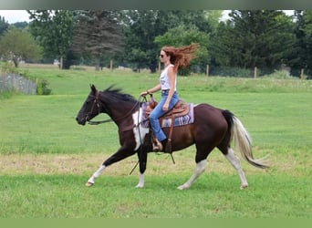 American Paint Horse, Merrie, 9 Jaar, 152 cm, Tobiano-alle-kleuren