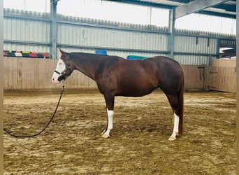 American Paint Horse, Merrie, 9 Jaar, 155 cm, Overo-alle-kleuren
