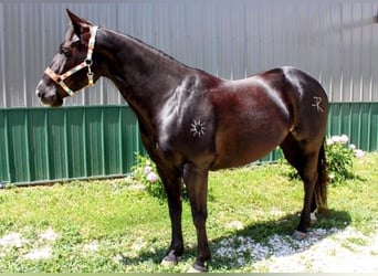 American Paint Horse, Merrie, 9 Jaar, 157 cm, Zwart