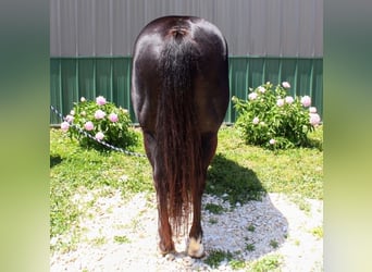American Paint Horse, Merrie, 9 Jaar, 157 cm, Zwart